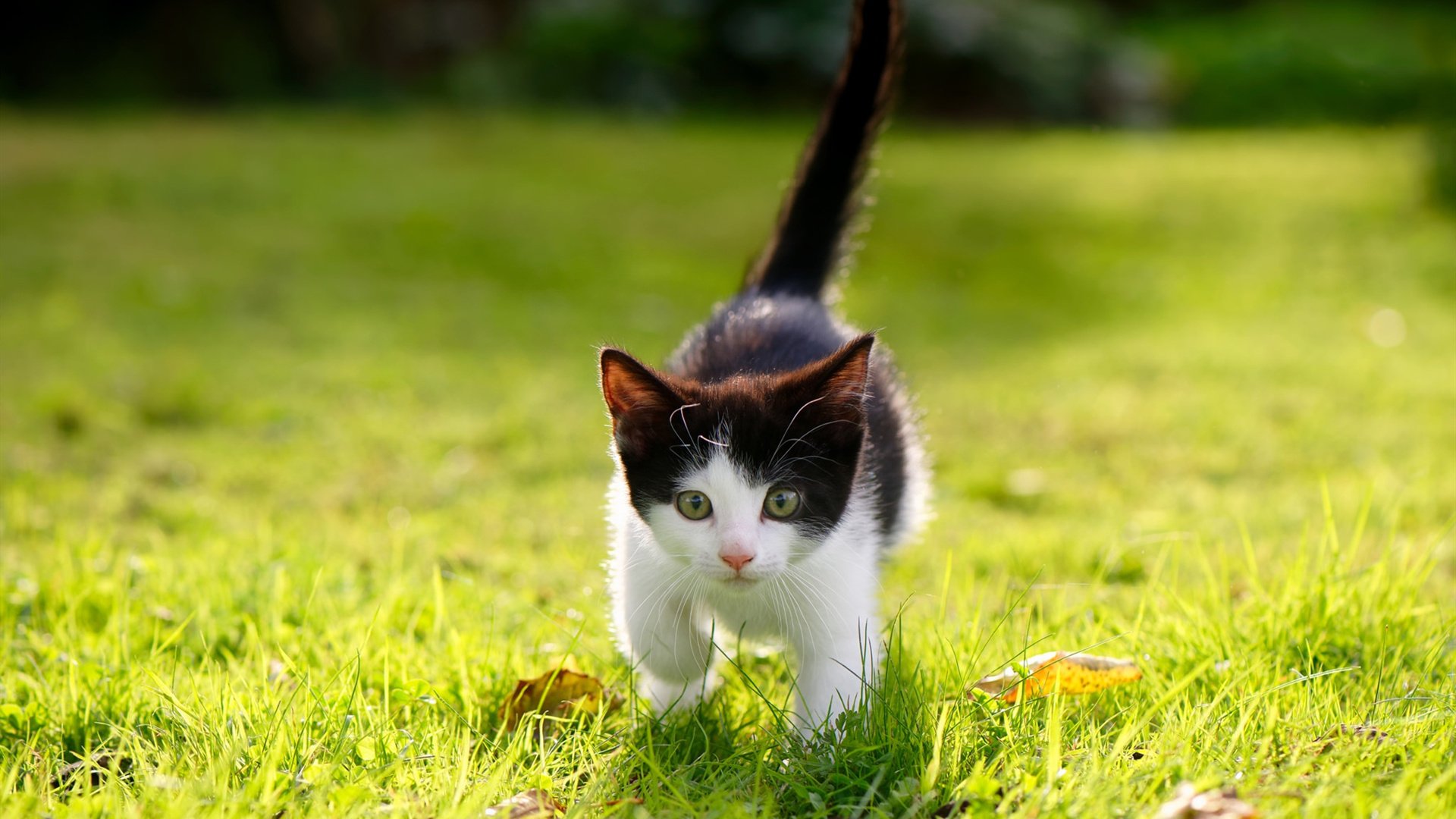 《王者荣耀大洲争霸战,亚洲队伍争锋激烈》,王者荣耀亚洲服官网